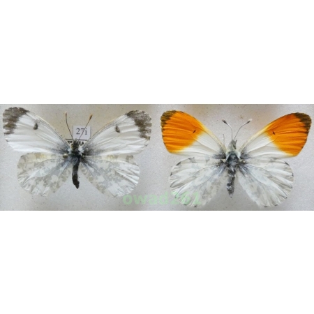 Anthocharis cardamines (Linnaeus, 1758) pair Czech27i